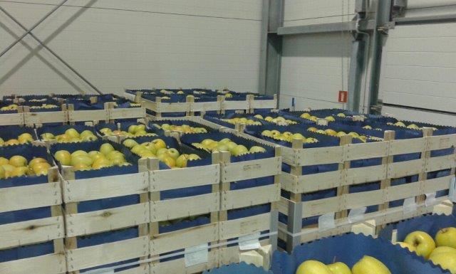 Prima 2000 jablka, hrušky, švestky, vývoz ovoce, zelenina14