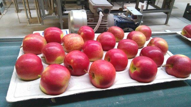 Prima 2000 jablka, hrušky, švestky, vývoz ovoce, zelenina06