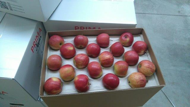Prima 2000 jablka, hrušky, švestky, vývoz ovoce, zelenina07