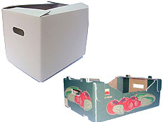 Prima 2000 jablka, hrušky, švestky, vývoz ovoce, zelenina13