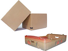 Prima 2000 jablka, hrušky, švestky, vývoz ovoce, zelenina15