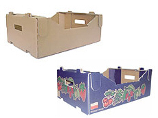 Prima 2000 jablka, hrušky, švestky, vývoz ovoce, zelenina16